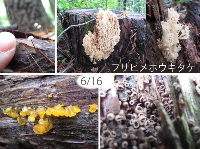 photo：フサヒメホウキタケ：地附山
