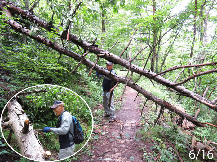 photo：倒木を片付けるイケさん：地附山