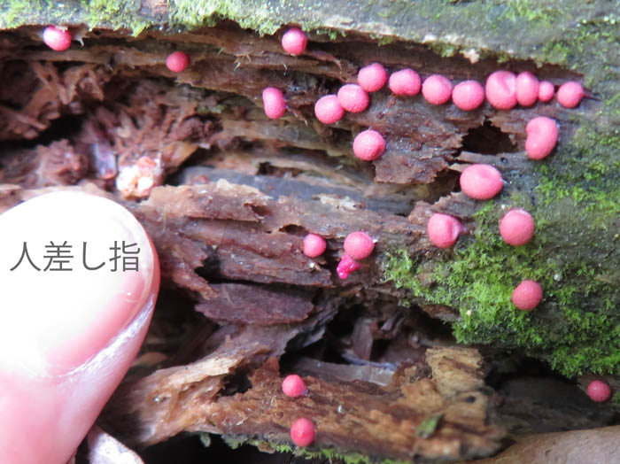 photo：マメホコリ：地附山