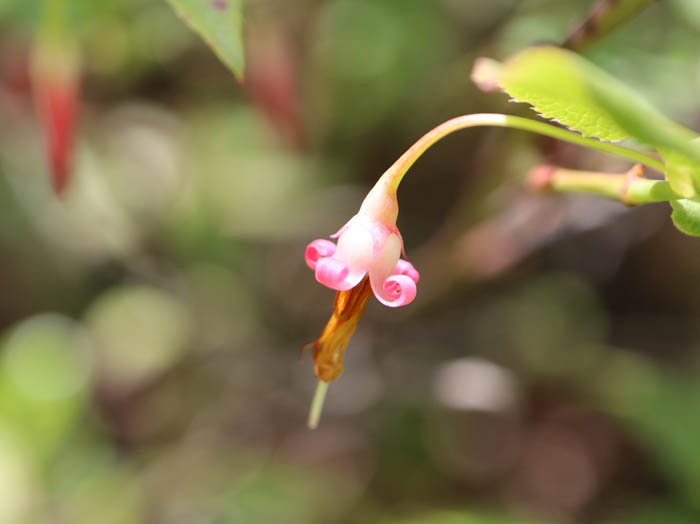 アクシバの花：地附山
