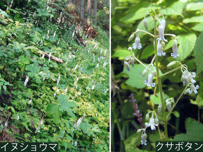 クサボタン,イヌショウマ：陣馬山