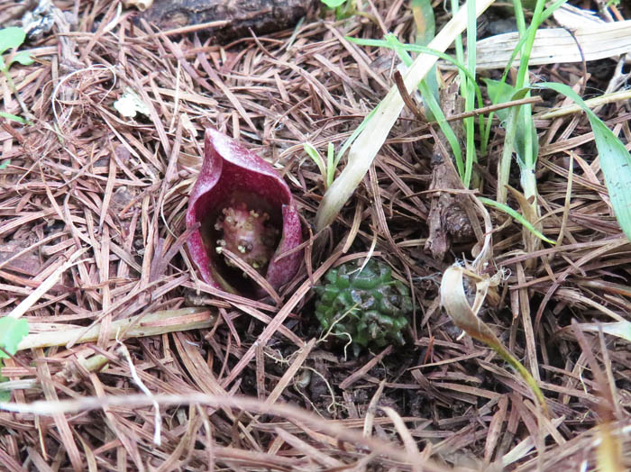 photo：ヒメザゼンソウの花と実：戸隠森林植物園