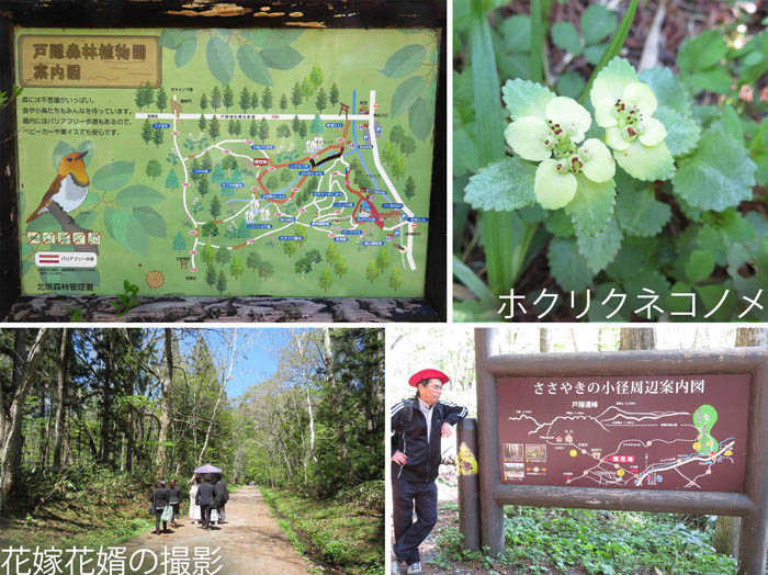 photo：戸隠を歩く20190525：戸隠森林植物園
