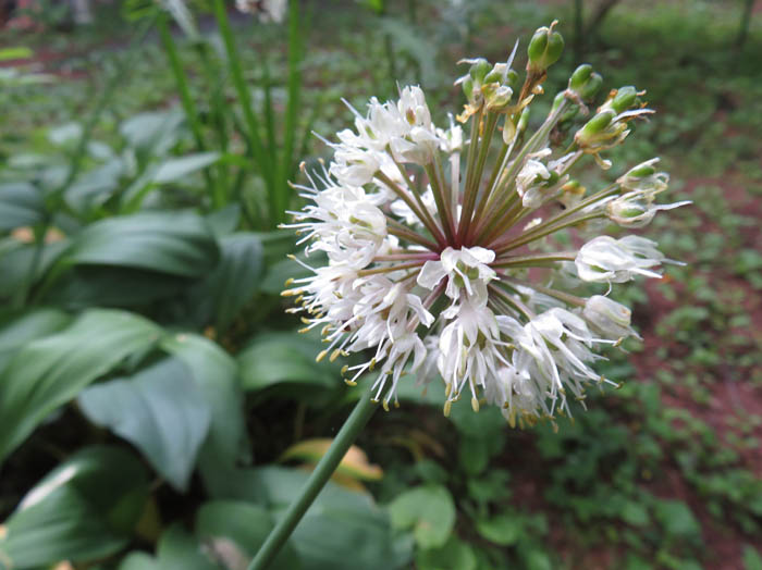 photo：ギョウジャニンニク：戸隠森林植物園