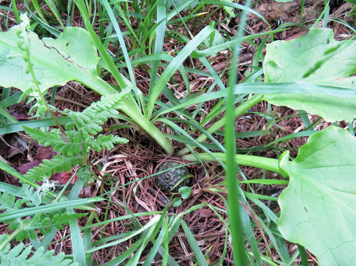 photo：ヒメザゼンソウの実：戸隠森林植物園