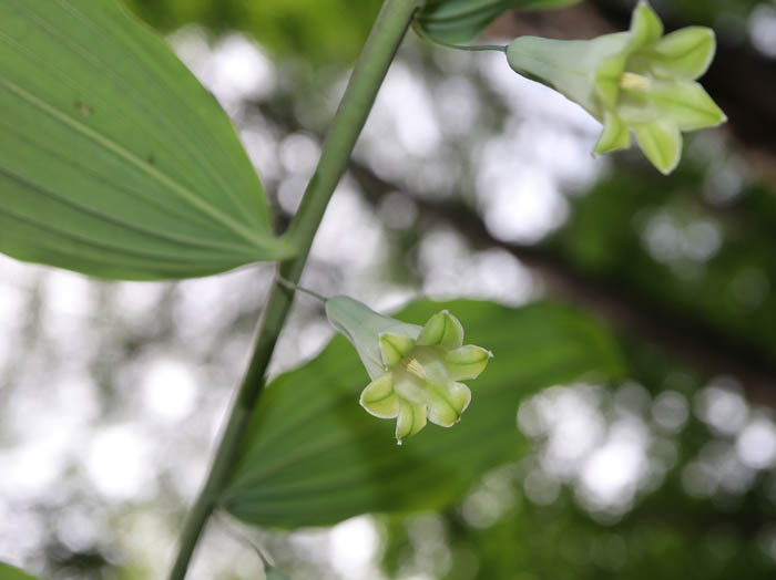 photo：オオナルコユリ：戸隠森林植物園