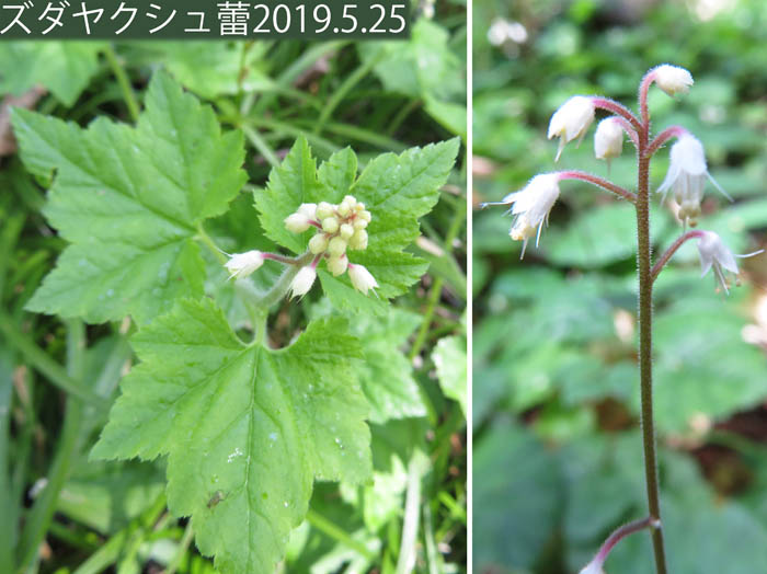 photo：ズダヤクシュは喘息の薬草：戸隠森林植物園