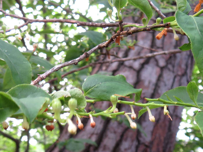 photo：ネジキ花から実へ：大峰山