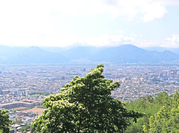 photo：クマノミズキの向こうに善光寺平：地附山