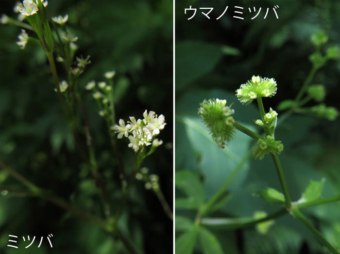 photo：ミツバ,ウマノミツバ：地附山