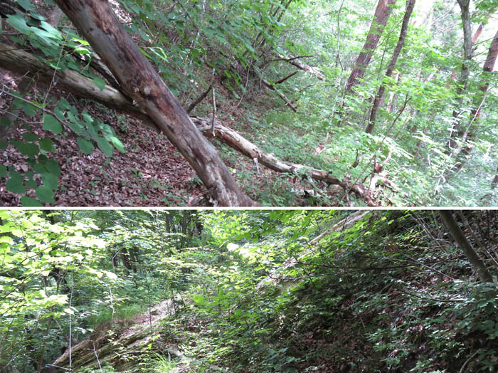 photo：岩が崩れて藪道が塞がっている：地附山