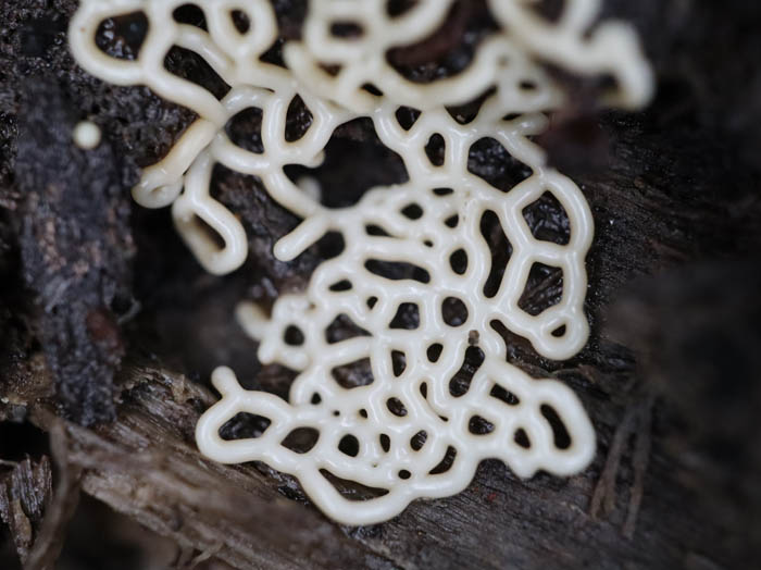 ヘビヌカホコリの未熟子実体：茶臼山
