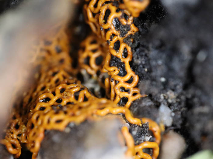 ヘビヌカホコリの未熟子実体：茶臼山