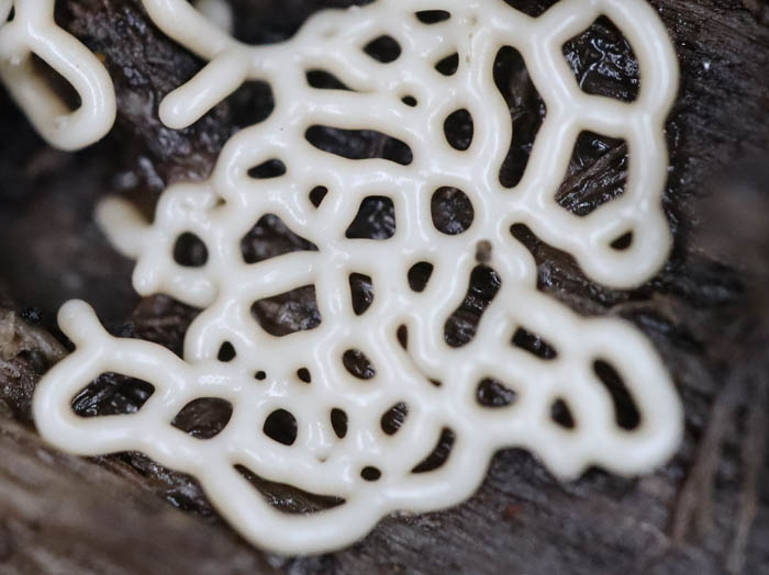 ヘビヌカホコリの未熟子実体：茶臼山