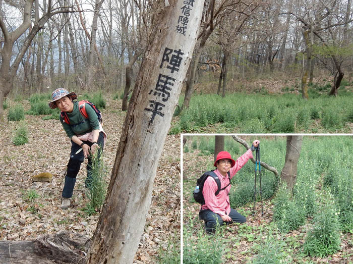 写真14バイモが群生する陣場（馬）平：妻女山