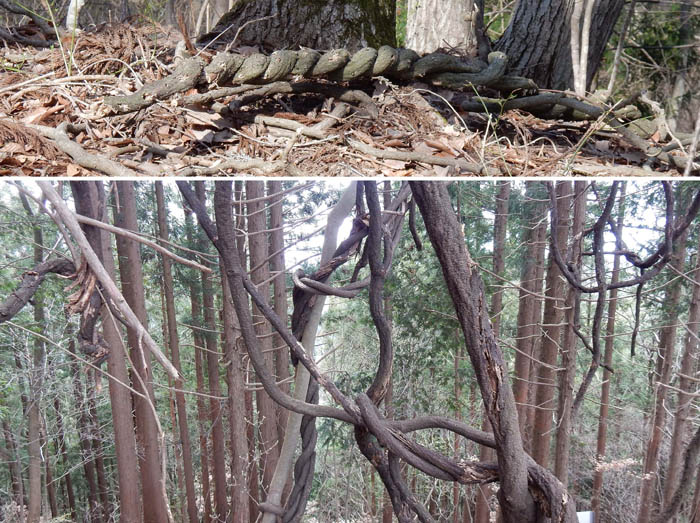 写真8しめ縄みたいなオブジェも：天城山