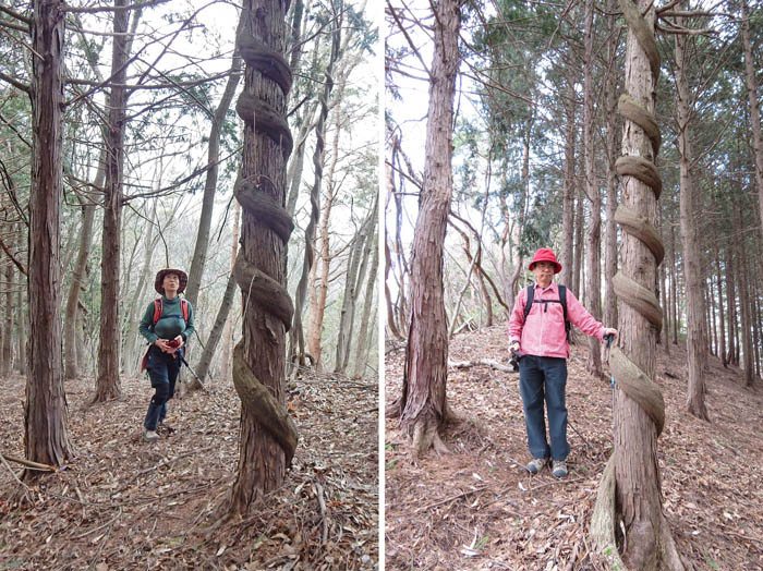 写真9太いツルがいっぱい：鞍骨山
