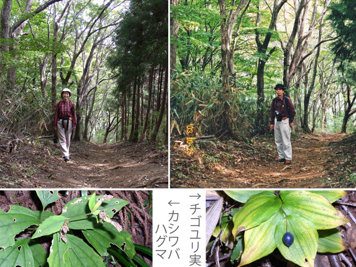 photo：カシワバハグマ、チゴユリ実：石老山