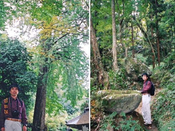 photo：大イチョウ（左）と岩：石老山