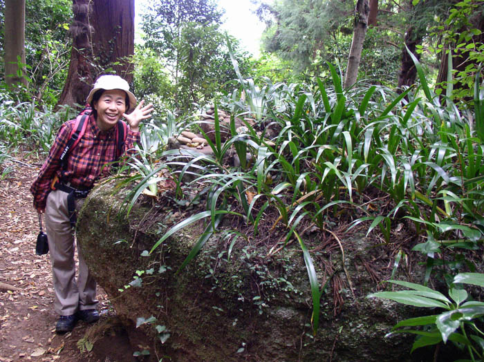 photo：岩の上にもシャガがいっぱい：石老山