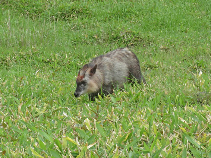 photo：カモシカ　池の平で食事中：三方ヶ峰外輪山
