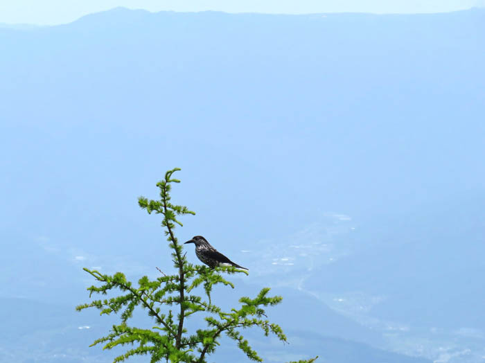 photo：ホシガラスと展望：三方ヶ峰外輪山