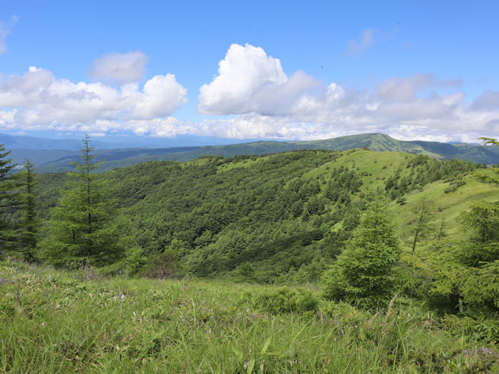 ブドウフウセンホコリ：八子ヶ峰