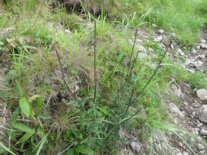 鹿に食べられたアザミの花：八子ヶ峰