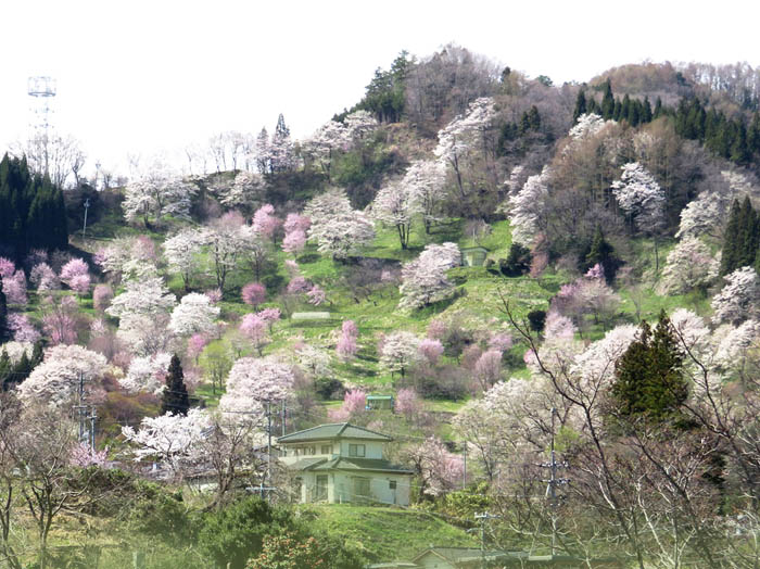 写真1春の山（小川村）