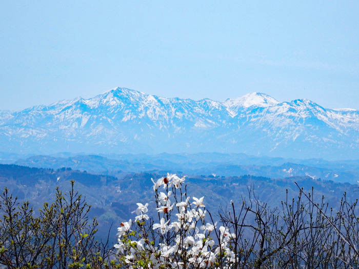写真13タムシバの向こうに越後三山
