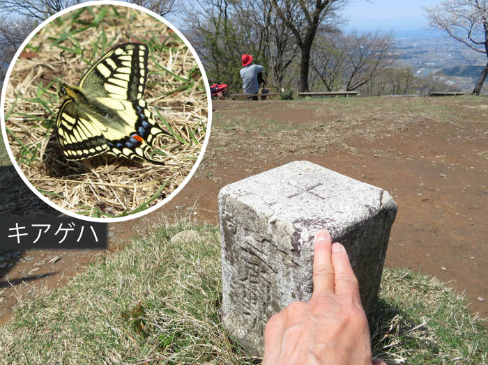 写真20キアゲハも憩う八石山の三角点
