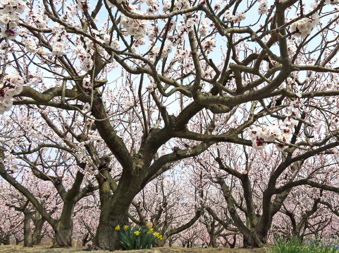 写真22どこまでも杏の森