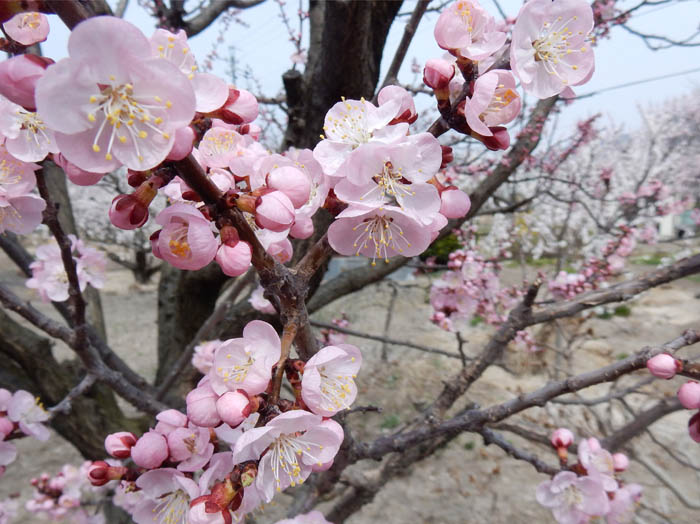 写真24杏の花