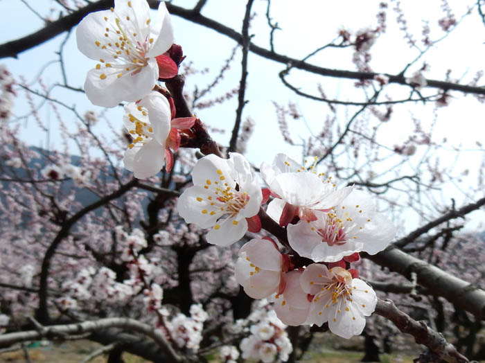 写真24杏の花