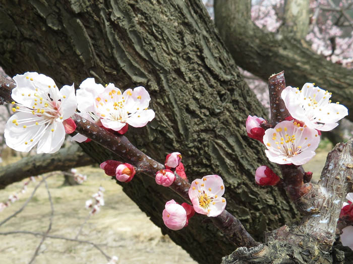 写真24杏の花