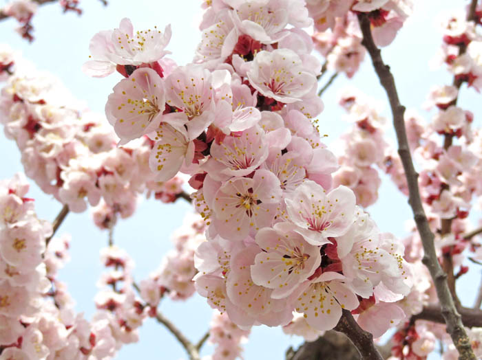 写真24杏の花