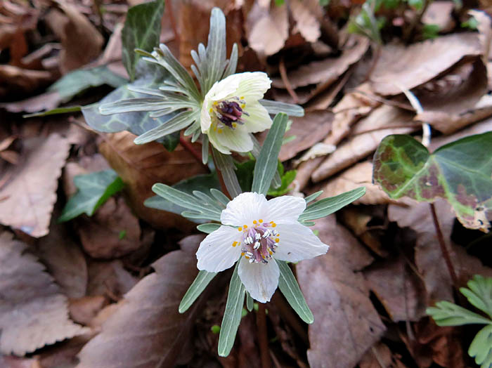 写真6白とクリーム色の花