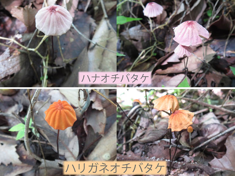 photo：ハナオチバタケ,ハリガネオチバタケ：茶臼山