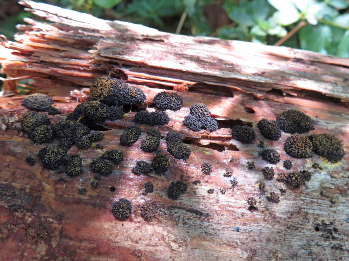 photo：ブドウフウセンホコリ：茶臼山