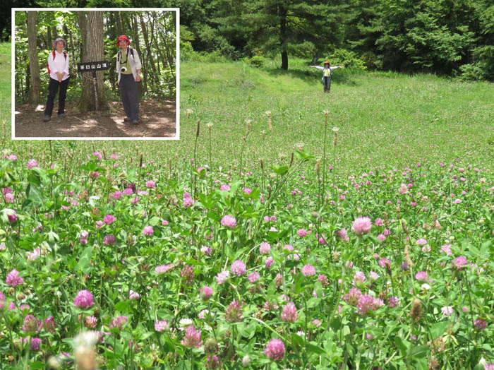 photo：植物園はアカツメクサの大群落：茶臼山