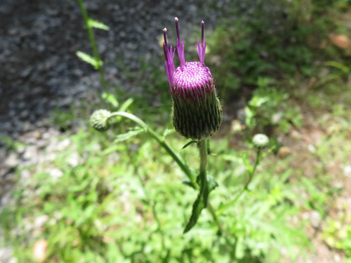 photo：アザミ：茶臼山