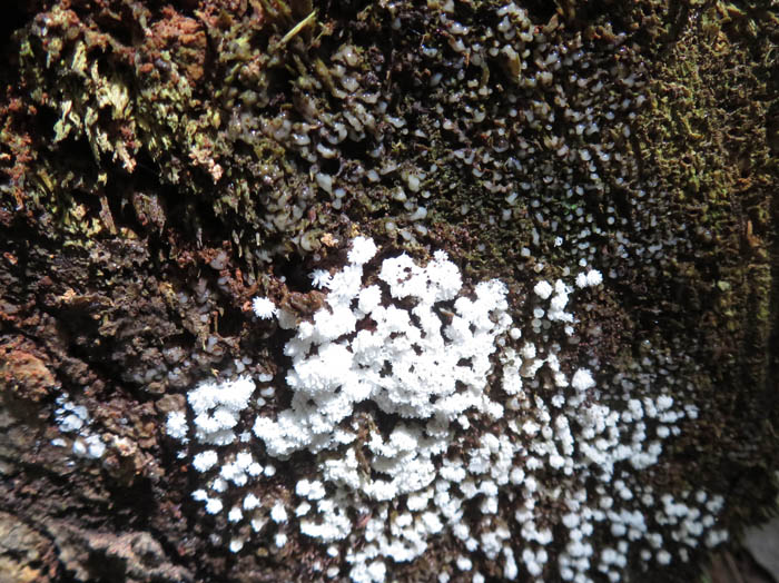 photo：タマツノホコリ：茶臼山