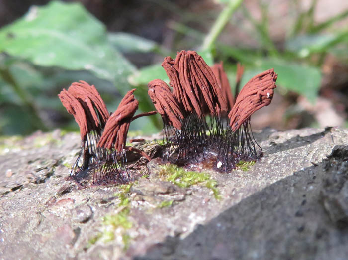 photo：ムラサキホコリの仲間たち：茶臼山