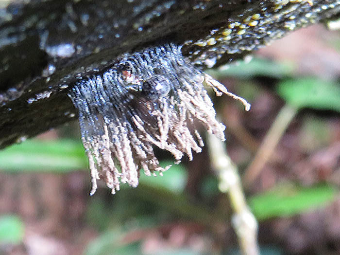photo：ムラサキホコリの仲間たち：茶臼山