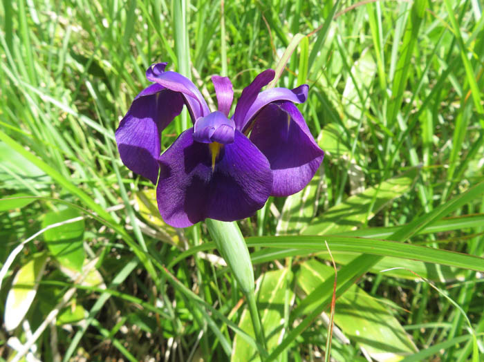 photo：ノハナショウブ：八子ケ峰