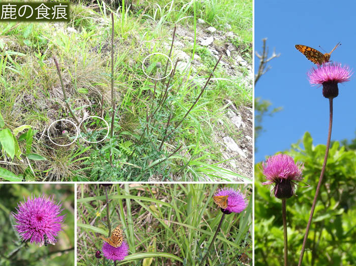 photo：下の蕾だけ残るアザミ：八子ケ峰