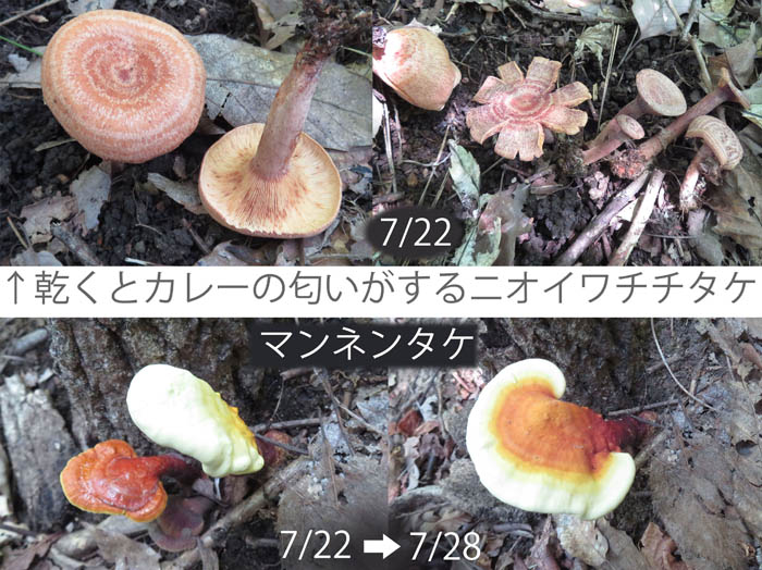 photo：ニオイワチチタケ,マンネンタケ：地附山
