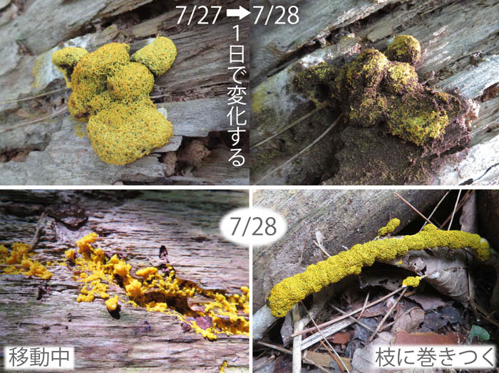 photo：アオモジホコリとムラサキホコリ：地附山