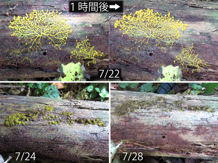 photo：移動する粘菌キフシススホコリ：地附山