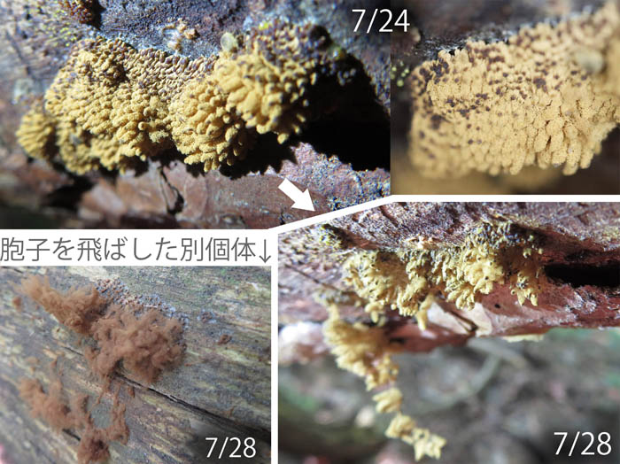 photo：ウツボホコリの変化：地附山